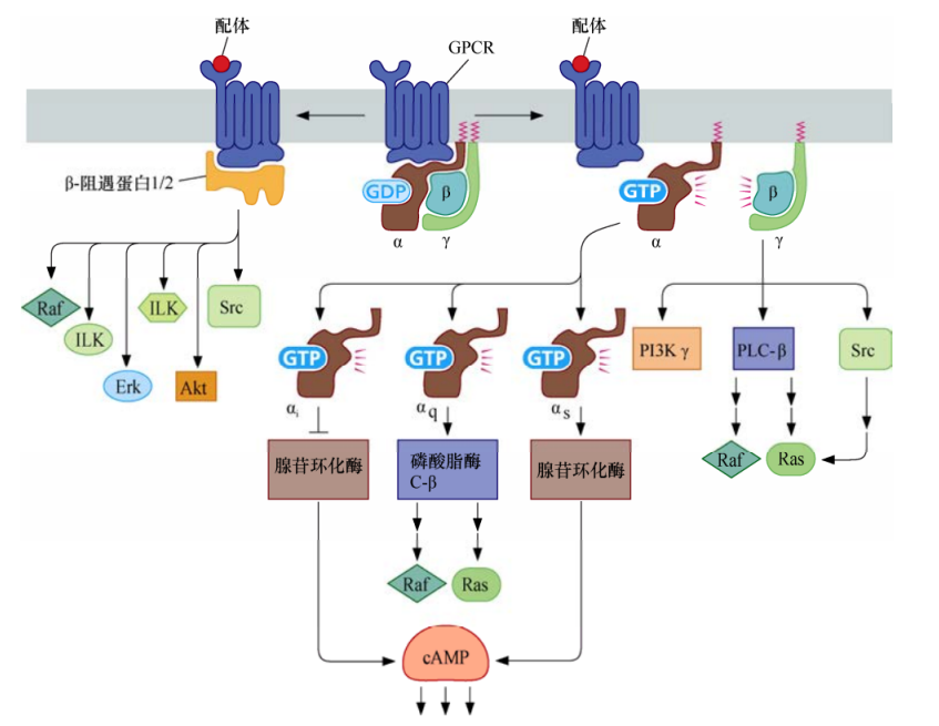 肿瘤生物学：（5）癌症中的细胞信号网络