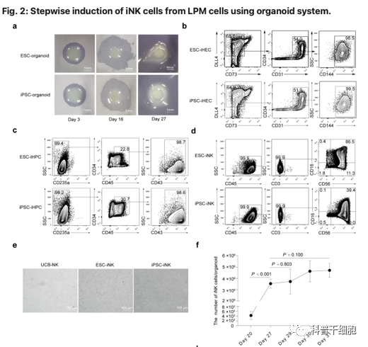 Nature子刊 | 中科院新方法可大规模再生NK细胞，助力免疫治疗！