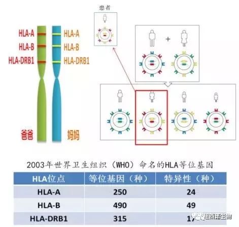 胎盘/脐带间充质干细胞移植缘何无需配型