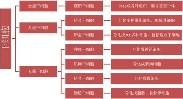 细胞治疗技术与药品综述报告