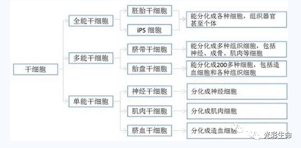 关于干细胞，最简洁的科普介绍(它很好，对病毒的治疗与身体修复作用也很安全有效）