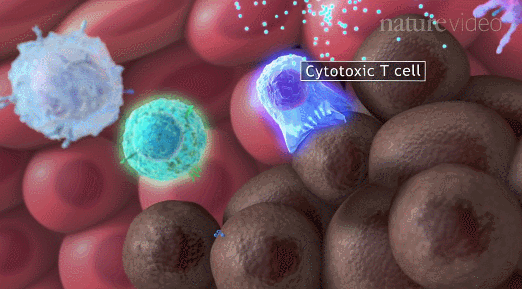 免疫系统和病毒战争，干细胞和免疫细胞来助力