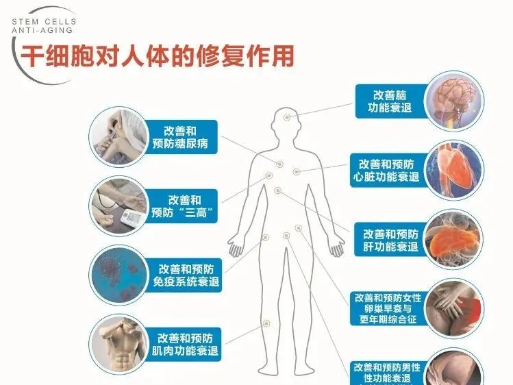 关于干细胞应用常见问题的解答