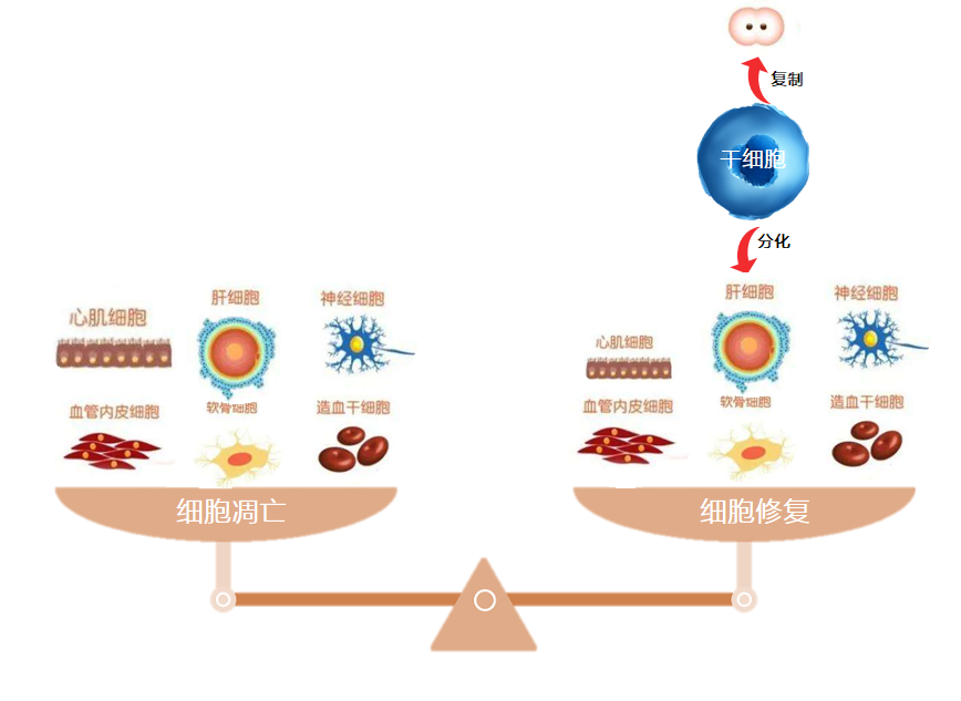 干细胞到底为何物有何用，10个常见的问题，可以一次性回答有关干细胞的全部困惑
