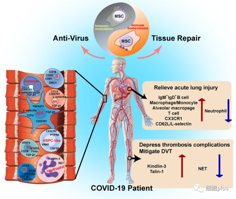 新冠高危患者更迫切需要“病毒阻断药+间充质干细胞”！