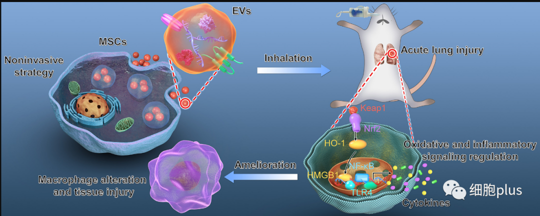 西安交大中心医院研究揭示：间充质干细胞外囊泡治疗肺损伤，吸入比注射的好