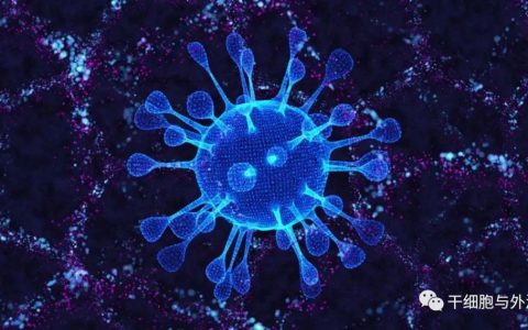 间充质干细胞释放的细胞外囊泡抗新冠病毒作用