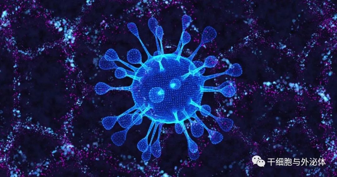 间充质干细胞释放的细胞外囊泡抗新冠病毒作用