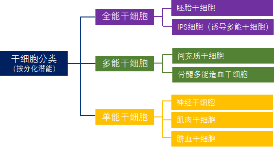 干细胞到底为何物有何用，10个常见的问题，可以一次性回答有关干细胞的全部困惑