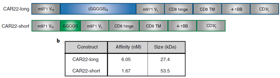 CAR-T：Linker长度至关重要