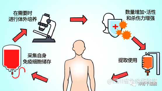 免疫细胞 : 我们的身体，无时无刻不在战斗！