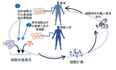 干细胞到底为何物有何用，10个常见的问题，可以一次性回答有关干细胞的全部困惑