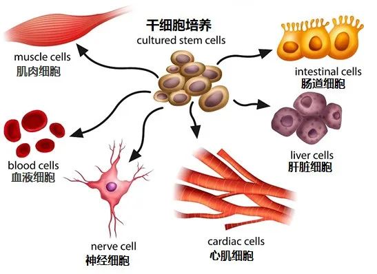 干细胞到底为何物有何用，10个常见的问题，可以一次性回答有关干细胞的全部困惑