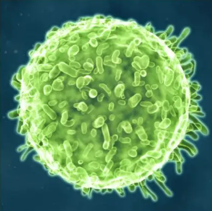 关于免疫细胞应用的10个问与答（后疫情时代细胞成为焦点，回顾免疫细胞的基础作用）