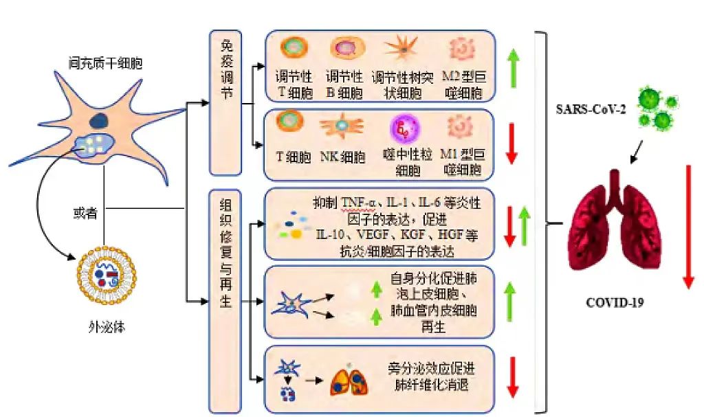 “阳康”后的养肺利器：干细胞及外泌体雾化