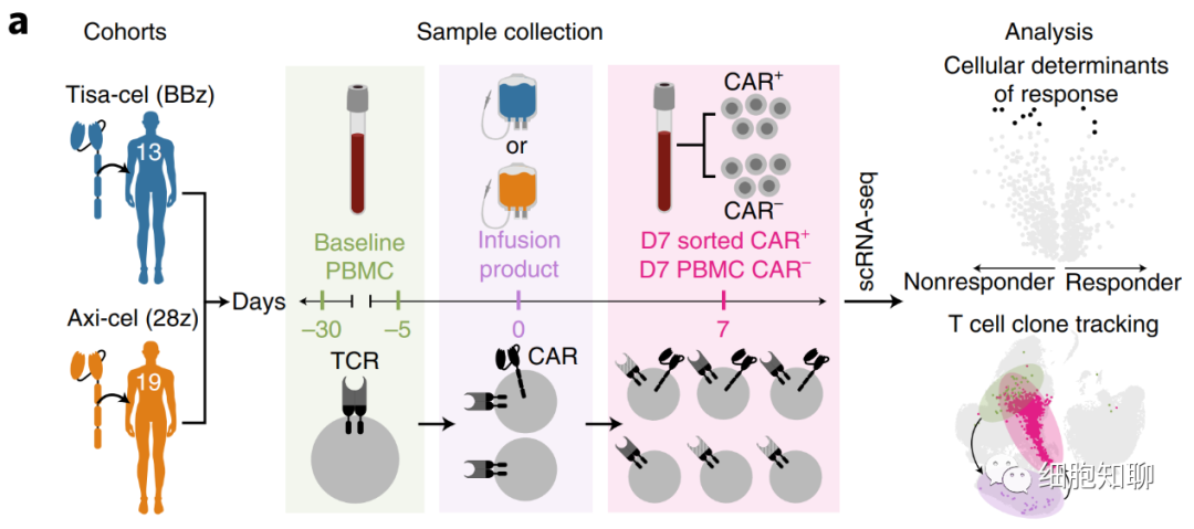 CAR-T细胞亚型在体内的动力学变化与疗效的相关性