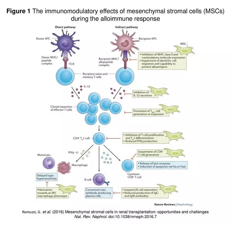 世界首例！干细胞抗移植排斥长达18个月，患者肾功能稳定恢复