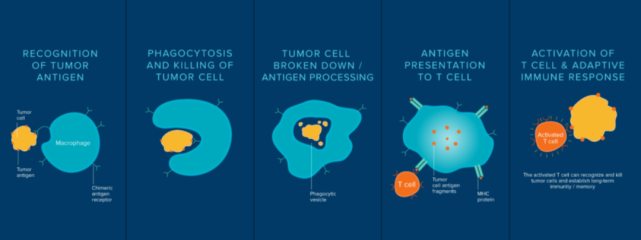 盘点9种免疫细胞疗法，分析不同疗法之间的差异及优劣势