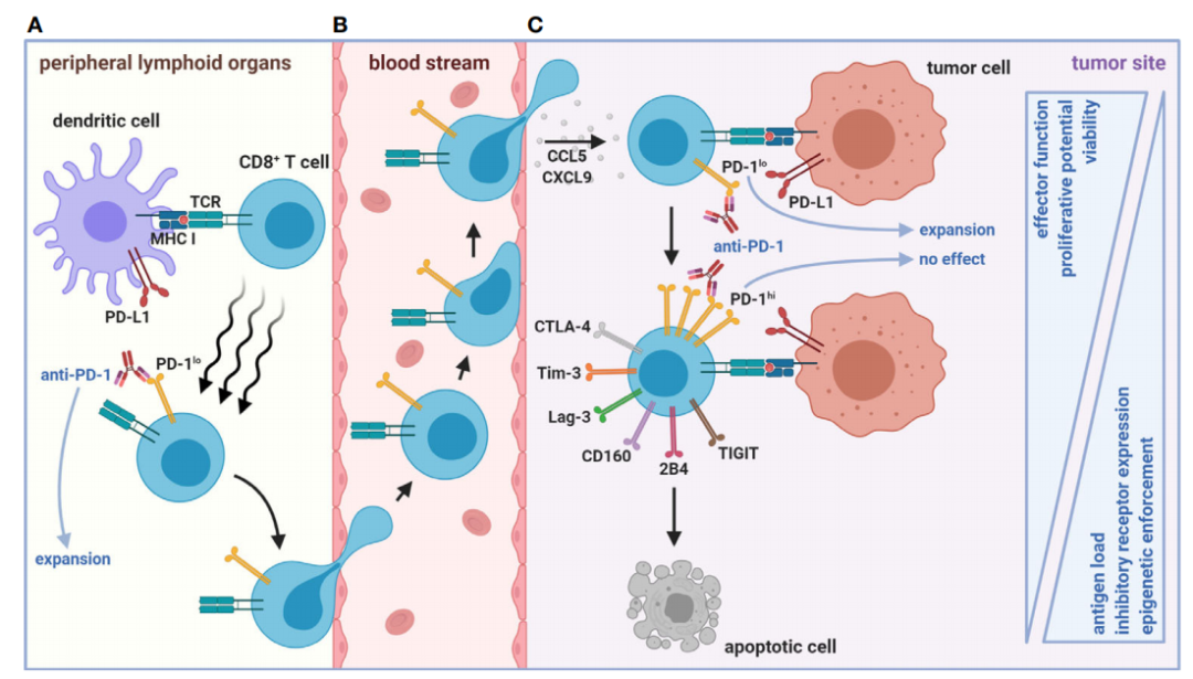 CAR-T细胞功能障碍的机制和调整策略