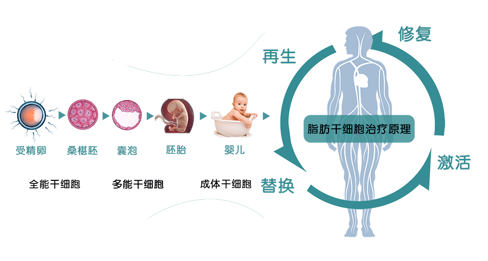 干细胞对身体的几大作用，你不可不知