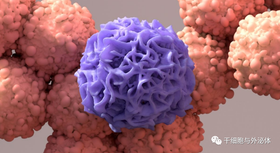 新型细胞疗法：TCR-NK成为下一代癌症治疗药物，即将人体试验