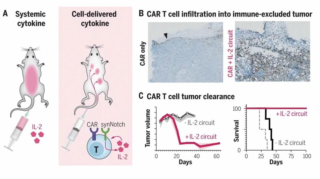 工程化T细胞的最新进展：癌症、自身免疫性疾病、疤痕逆转