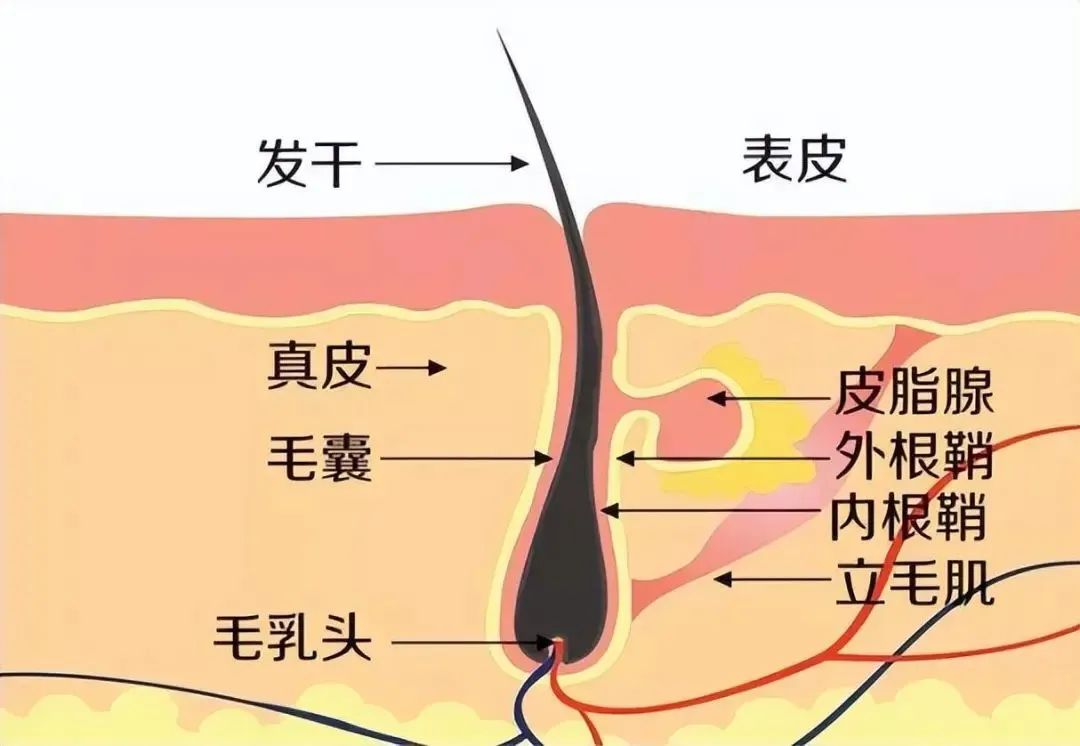 火遍全网的外泌体，解决皮肤或毛囊问题的“万金油”