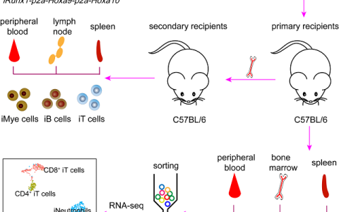 干细胞诱导移植实现在野生型动物体内高嵌合率、长期、多谱系造血