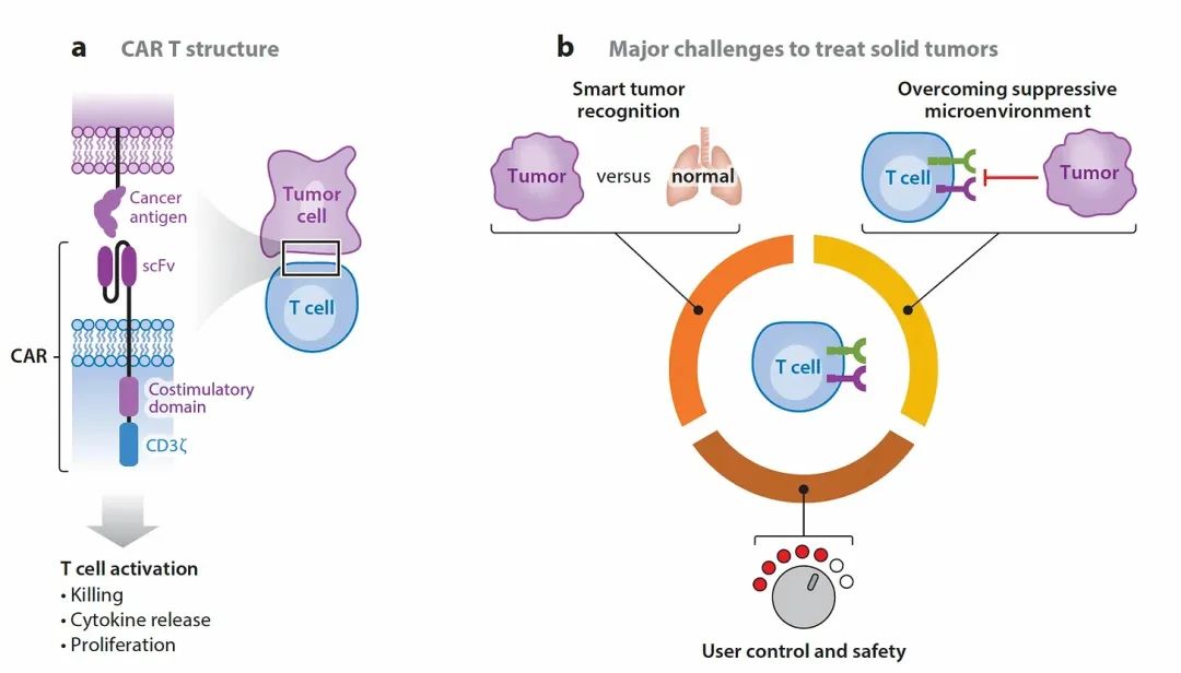 工程化T细胞的最新进展：癌症、自身免疫性疾病、疤痕逆转