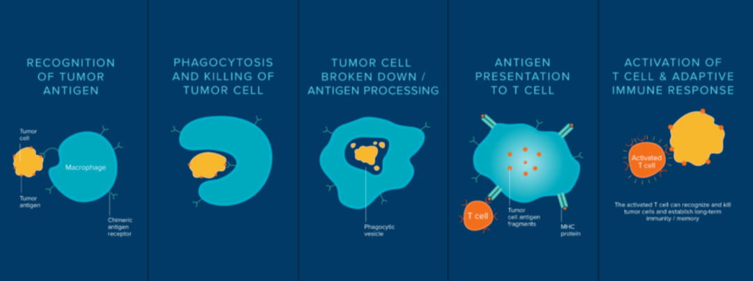 盘点 | 9种不同免疫细胞治疗之间的差异及优劣势比较