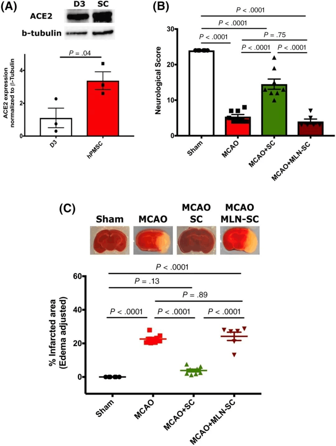 再生修复+旁分泌！《STEM CELLS》：干细胞可防止中风后进一步脑损伤