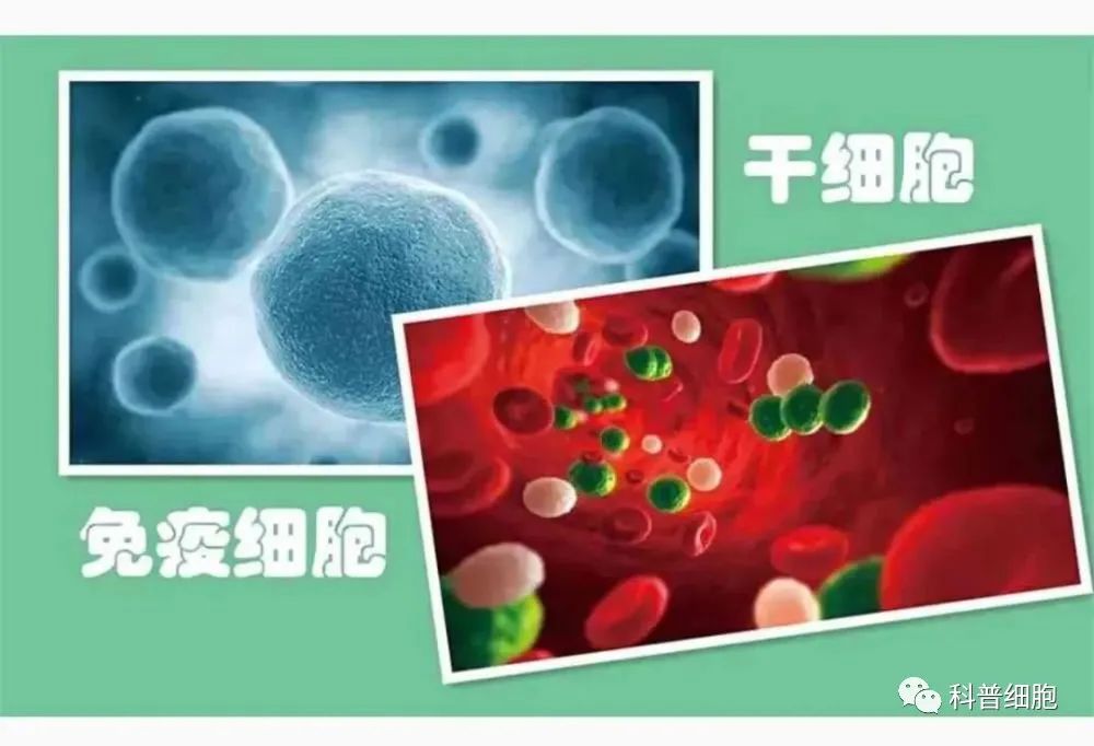 选择干细胞治疗还是免疫细胞治疗，你了解吗？