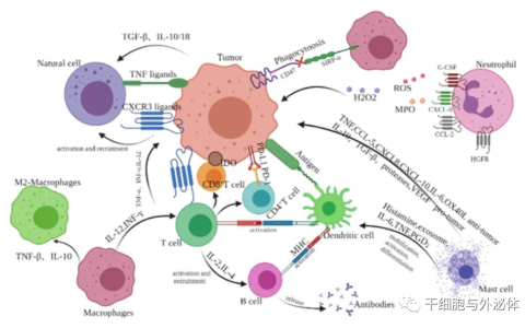 科学动画 | 自然杀伤细胞：一种有前途的癌症免疫疗法