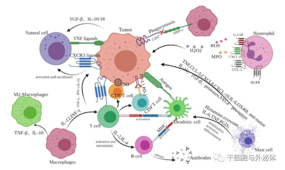 科学动画 | 自然杀伤细胞：一种有前途的癌症免疫疗法
