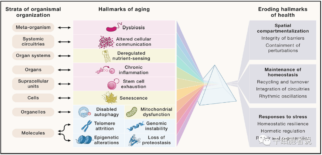 经典综述：衰老的十二大特征