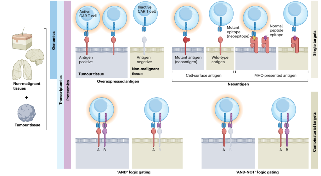 Nature Reviews：善用多维组学数据，推进CAR-T细胞疗法