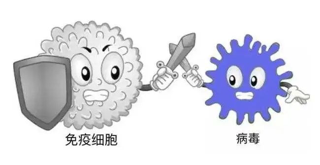 干细胞与免疫细胞，他们有啥不一样？