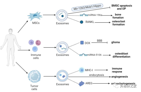 Pharmaceutics | 广州体育学院运动生物化学团队：外泌体作为骨相关疾病药物传递系统的研究进展