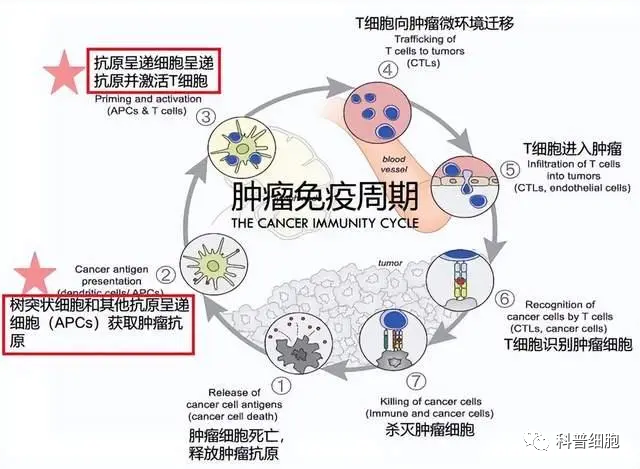 真实案例：胰腺癌多次治疗无果，细胞疗法显著延长生存期！