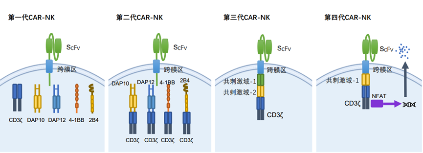 CAR-NK细胞治疗研究进展