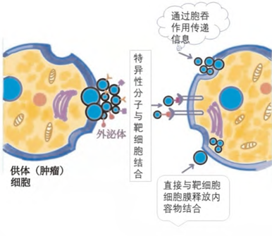 学术前沿丨外泌体技术及其主要研究进展概述