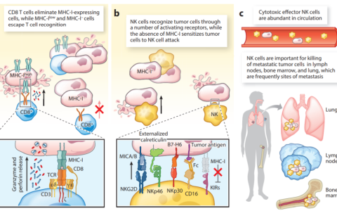 发挥T细胞和NK细胞的协同作用