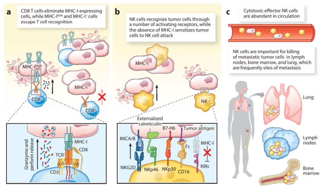 发挥T细胞和NK细胞的协同作用
