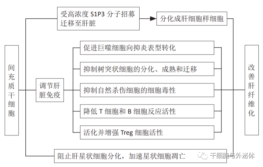 间充质干细胞移植逆转肝纤维化和肝硬化