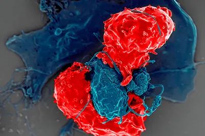《自然》：T细胞研究的里程碑