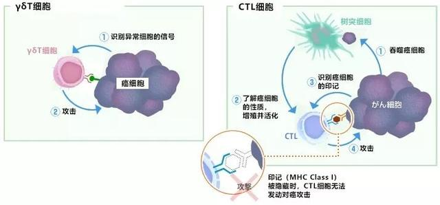 癌细胞“终结者”最强肿瘤杀手——γδT细胞