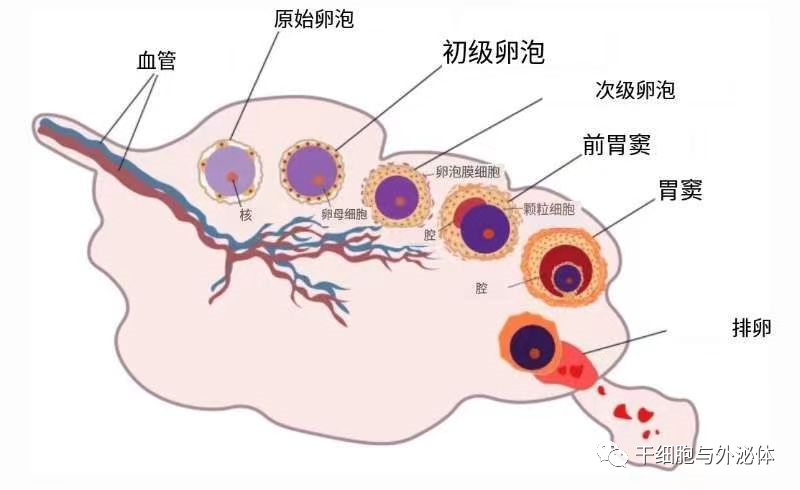 间充质干细胞疗法让绝经女性成功怀孕 | Stem Cell Rev and Rep