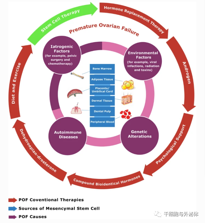 间充质干细胞疗法让绝经女性成功怀孕 | Stem Cell Rev and Rep