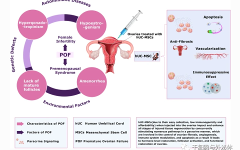 间充质干细胞疗法让绝经女性成功怀孕 | Stem Cell Rev and Rep