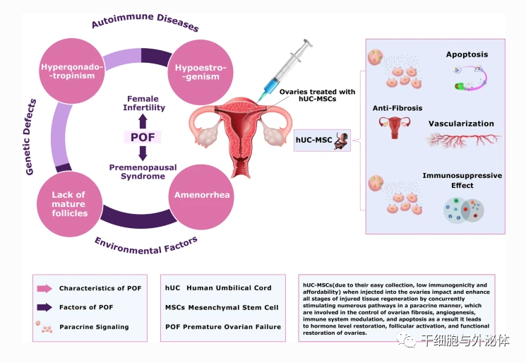 间充质干细胞疗法让绝经女性成功怀孕 | Stem Cell Rev and Rep